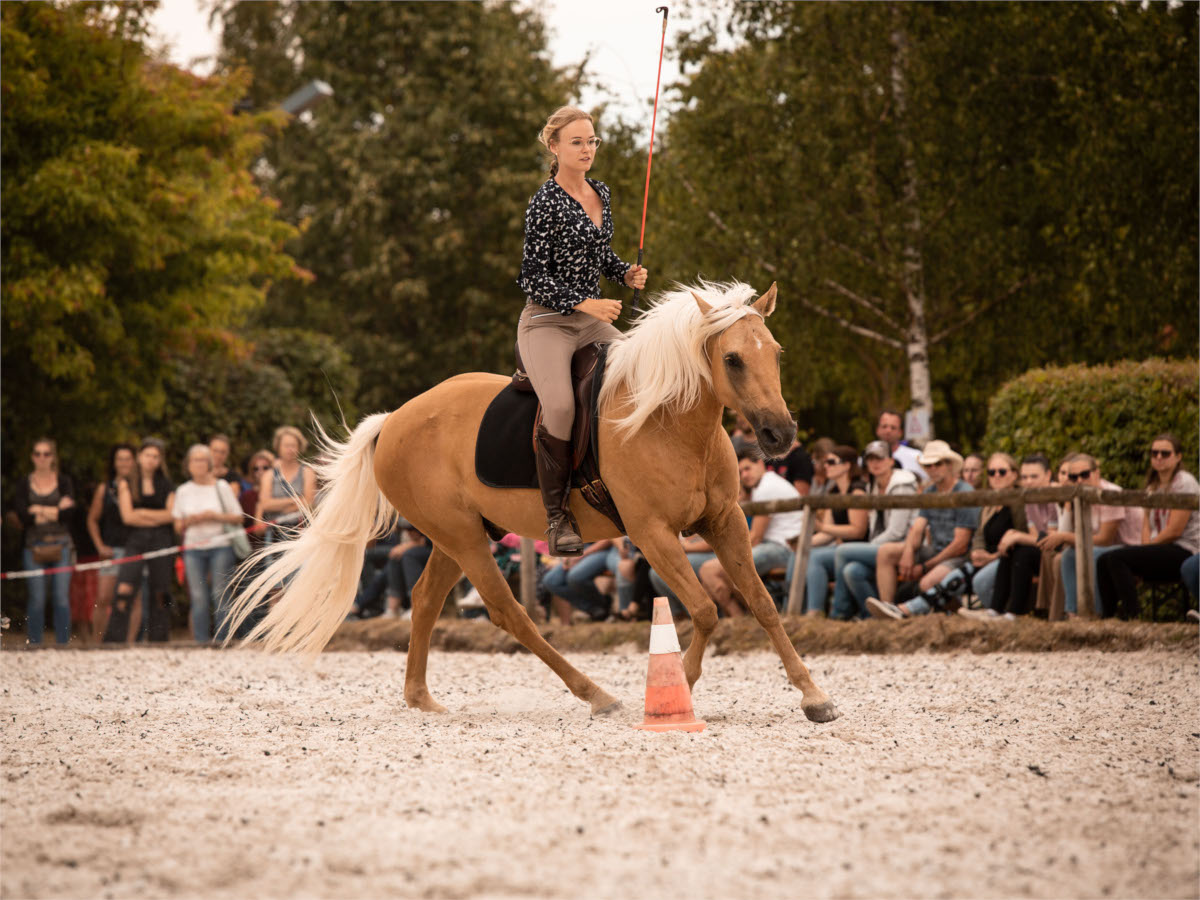 Freestyle - Reiten ohne Kopfstück